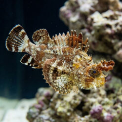 Horned Barbfish