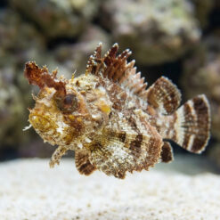 Alternative view of Horned Barbfish
