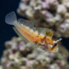 Horned Blenny