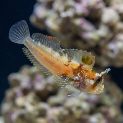 Horned Blenny