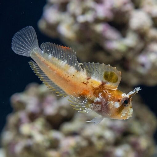Horned Blenny