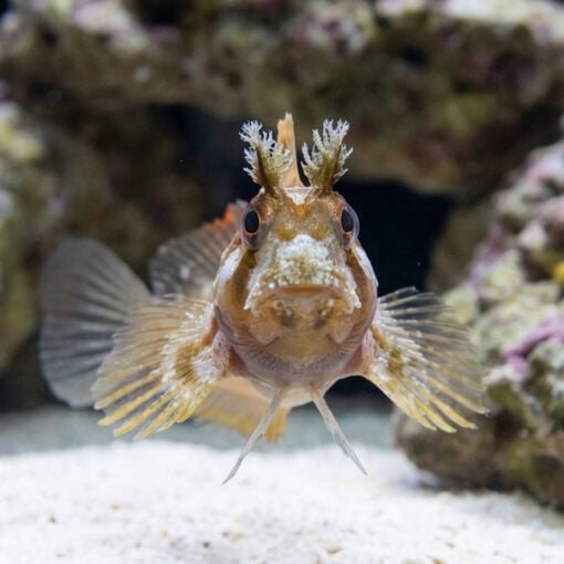 Horned Blenny - Image 2