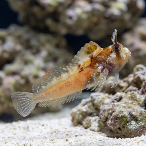 Horned Blenny - Image 3