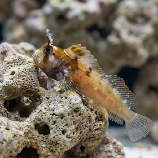 Horned Blenny - Image 4