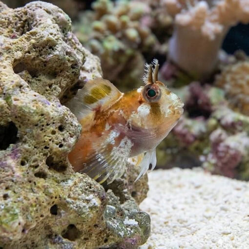 Horned Blenny - Image 5