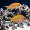 Huchtii Anthias