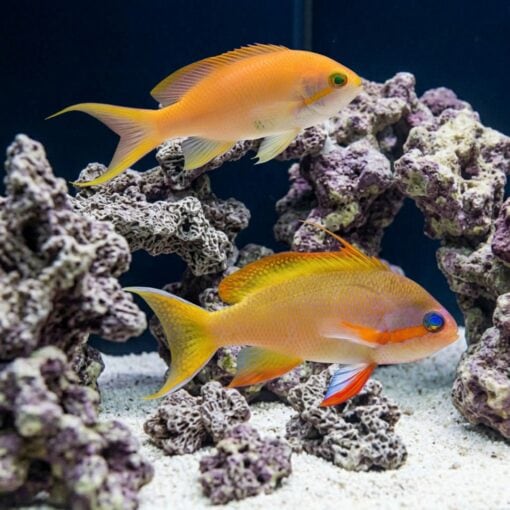 Huchtii Anthias