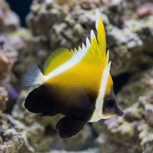 Humphead Bannerfish