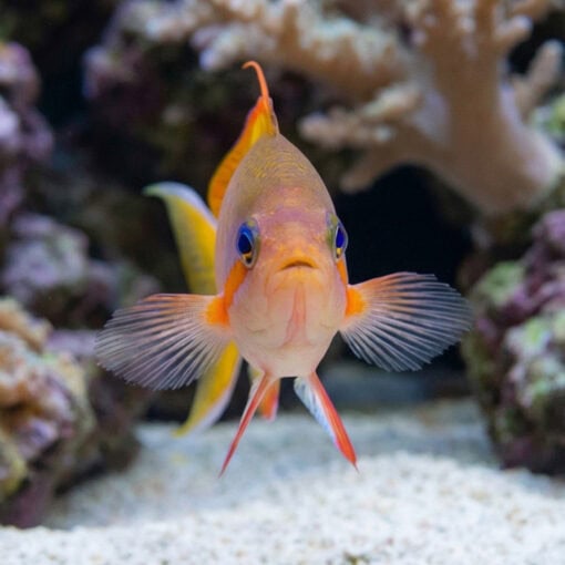 Huchtii Anthias - Image 2