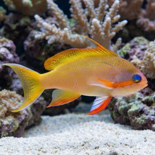 Huchtii Anthias - Image 3
