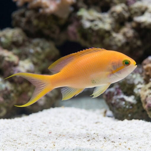 Huchtii Anthias - Image 4