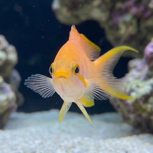 Huchtii Anthias - Image 5