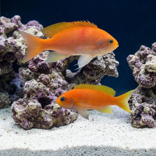 Hutomoi Anthias