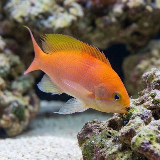 Hutomoi Anthias - Image 3