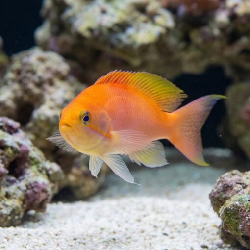 Hutomoi Anthias - Image 5