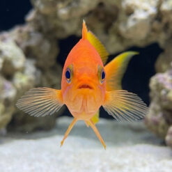 Alternative view of Hutomoi Anthias