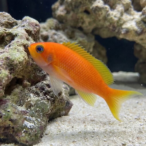 Hutomoi Anthias - Image 4