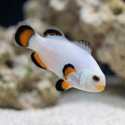 Ice Storm Ocellaris Clownfish: Captive Bred