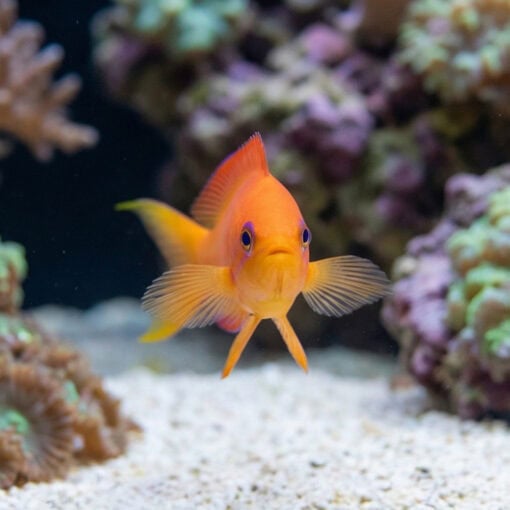 Ignitus Anthias - Image 2