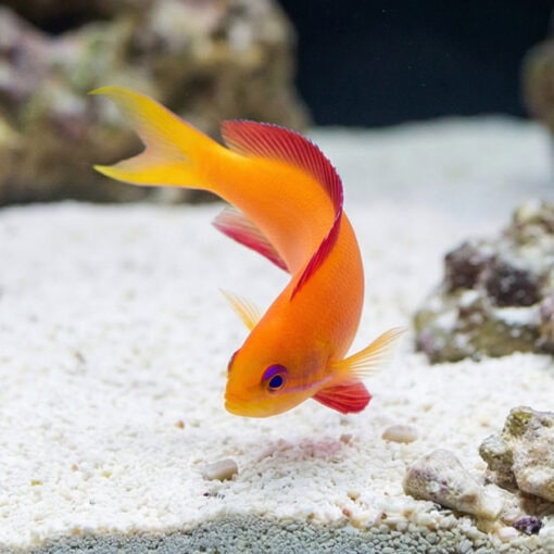 Ignitus Anthias - Image 3