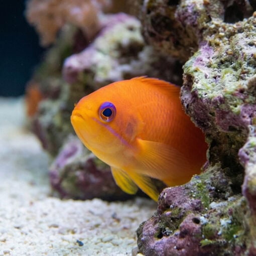 Ignitus Anthias - Image 4