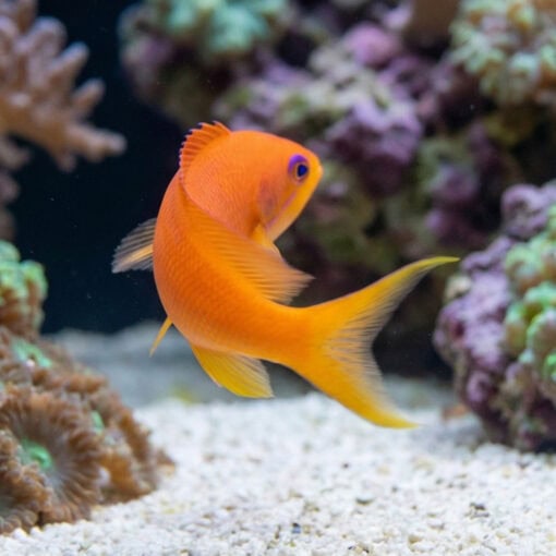 Ignitus Anthias - Image 5