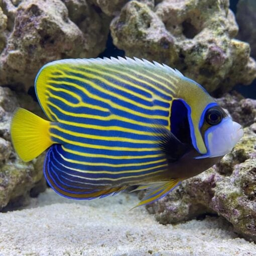 Emperor Angelfish - Image 5