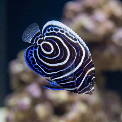 Emperor Angelfish - Image 3