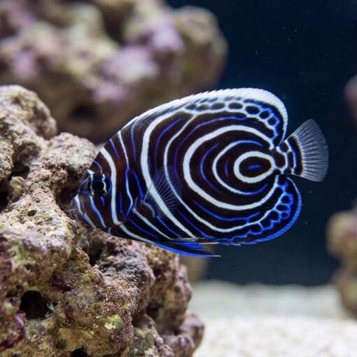 Emperor Angelfish - Image 4