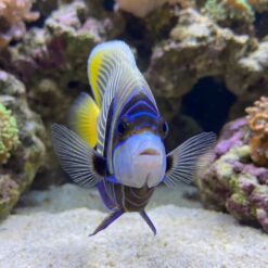 Alternative view of Emperor Angelfish