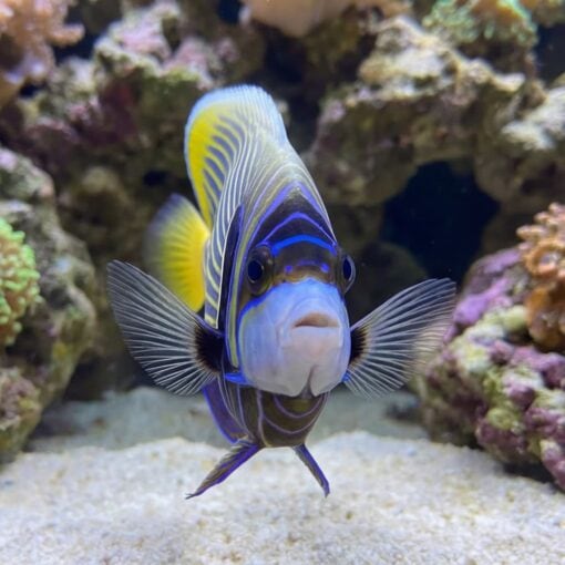 Emperor Angelfish - Image 2