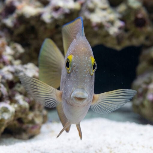 Gold Ring Bristletooth Tang - Image 2