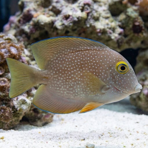 Gold Ring Bristletooth Tang - Image 4