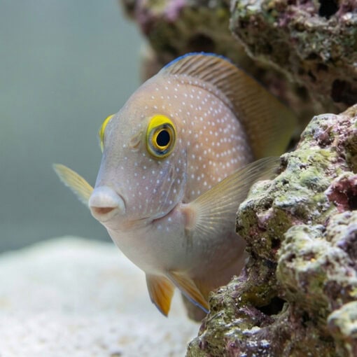 Gold Ring Bristletooth Tang - Image 5