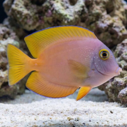 Gold Ring Bristletooth Tang - Image 3