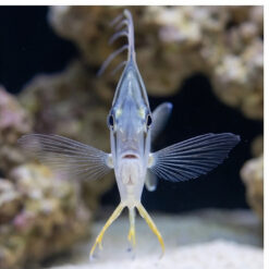 Alternative view of Threadfin Fish