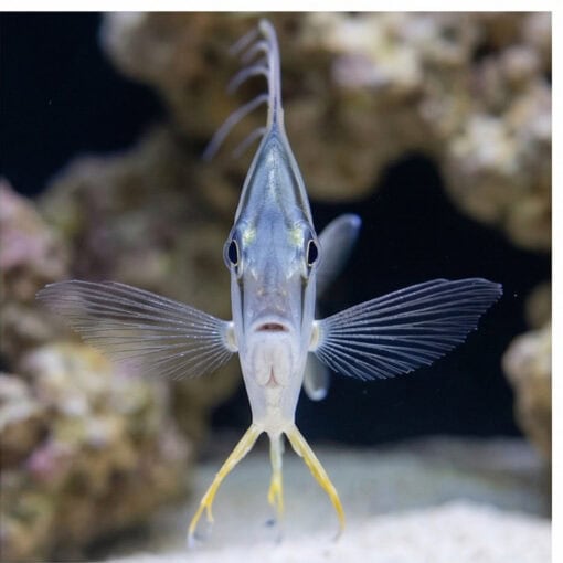 Threadfin Fish - Image 2