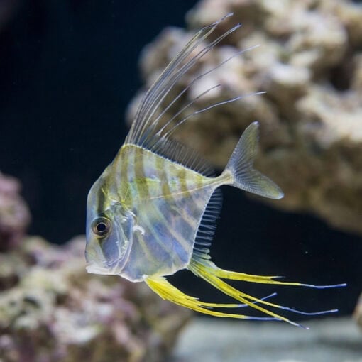 Threadfin Fish - Image 3