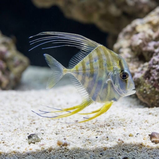 Threadfin Fish - Image 4