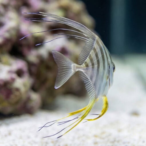Threadfin Fish - Image 5