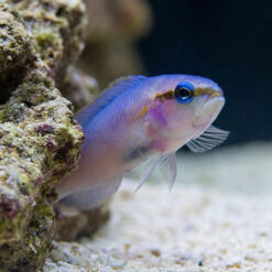 Alternative view of Indigo Dottyback
