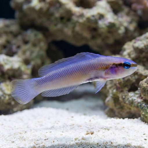 Indigo Dottyback - Image 3