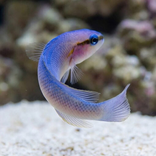 Indigo Dottyback - Image 4