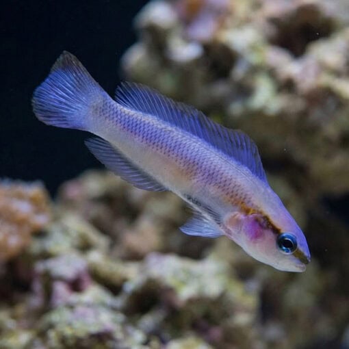 Indigo Dottyback - Image 5