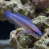 Indigo Dottyback