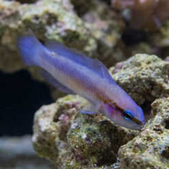 Indigo Dottyback