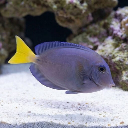 Indonesian Sawtail Tang
