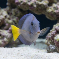 Alternative view of Indonesian Sawtail Tang