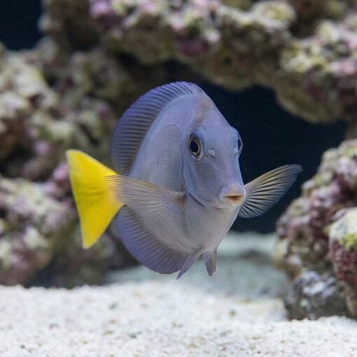 Indonesian Sawtail Tang - Image 2
