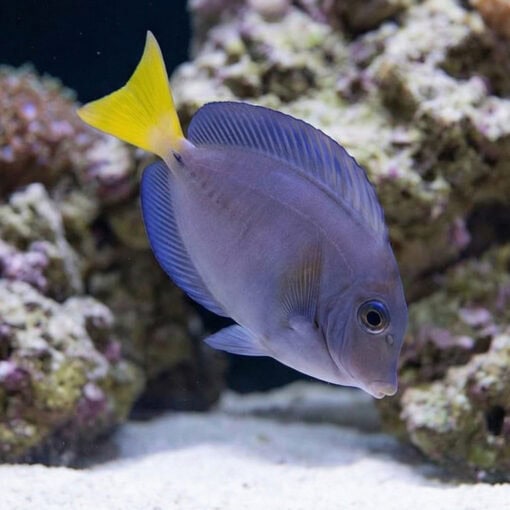 Indonesian Sawtail Tang - Image 3